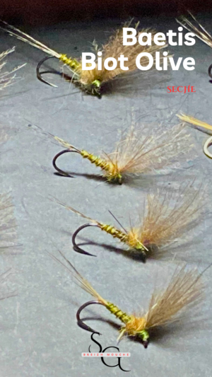 Baetis Biot Olive