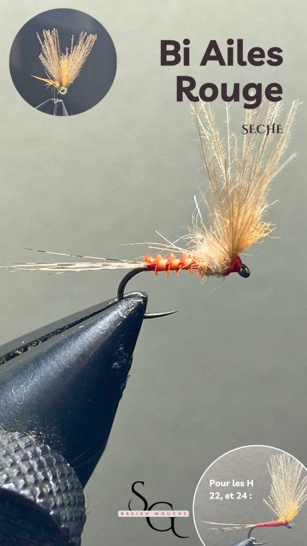 Bi Ailes – Image 4