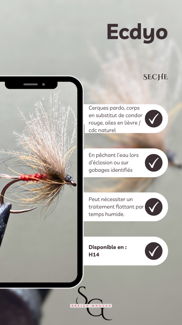 Ecdyo – Image 3