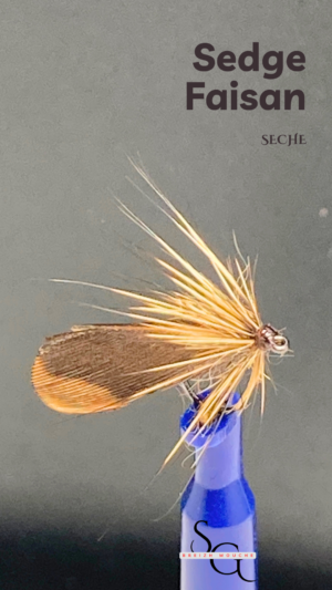 Sedge Faisan