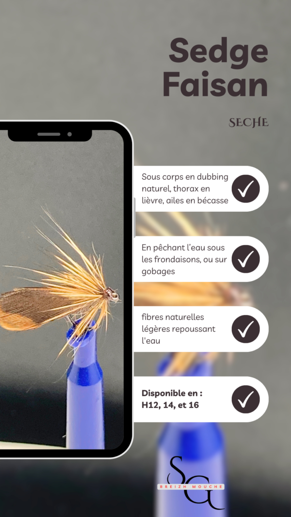 Sedge Faisan – Image 3