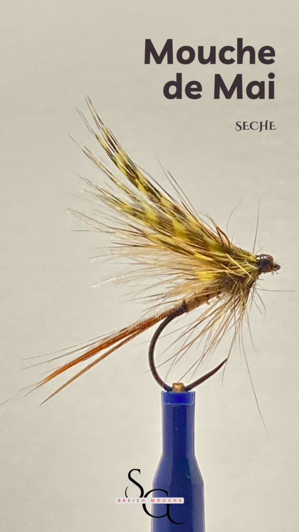 Mouche de Mai