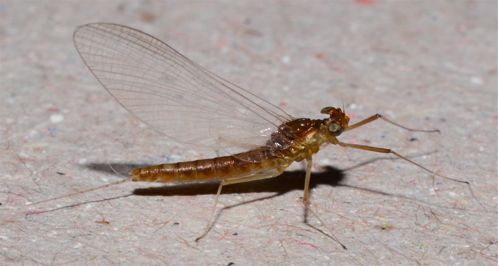 Pecharde – Image 4