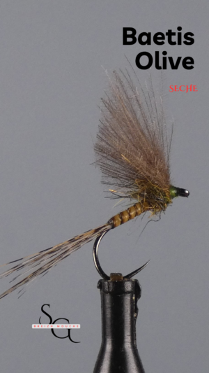 Baetis  Olive