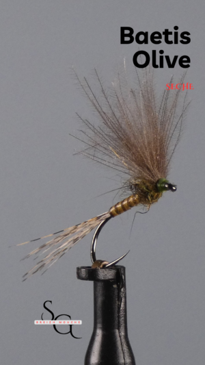 Baetis  Olive
