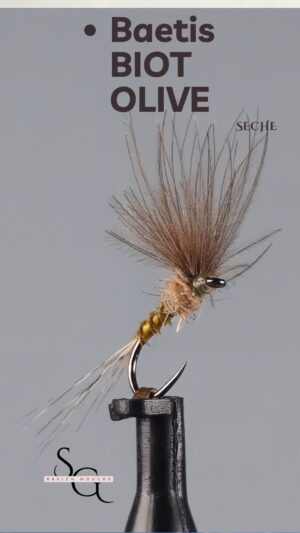 Baetis Olive