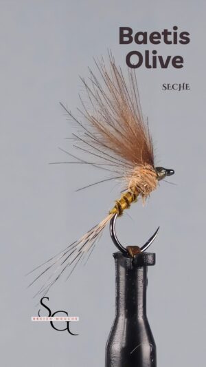 Baetis Olive