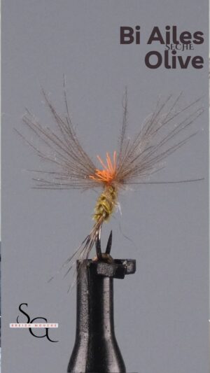 Bi Ailes