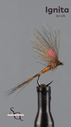 Bi Ailes Ambre
